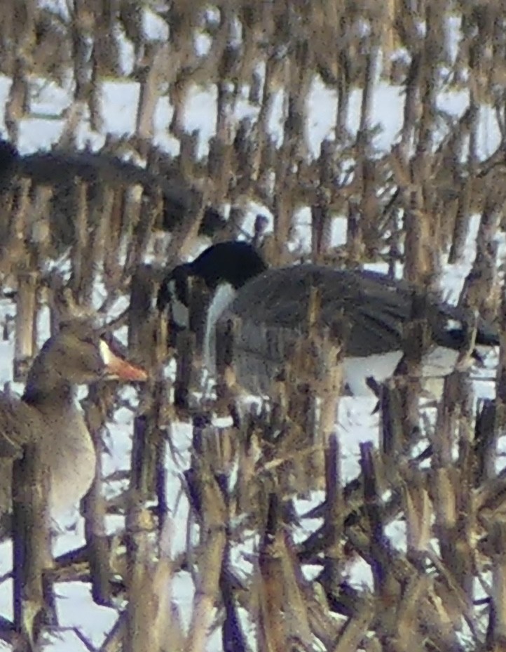 Greater White-fronted Goose - ML646321232