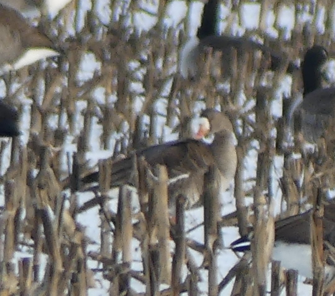 Greater White-fronted Goose - ML646321233