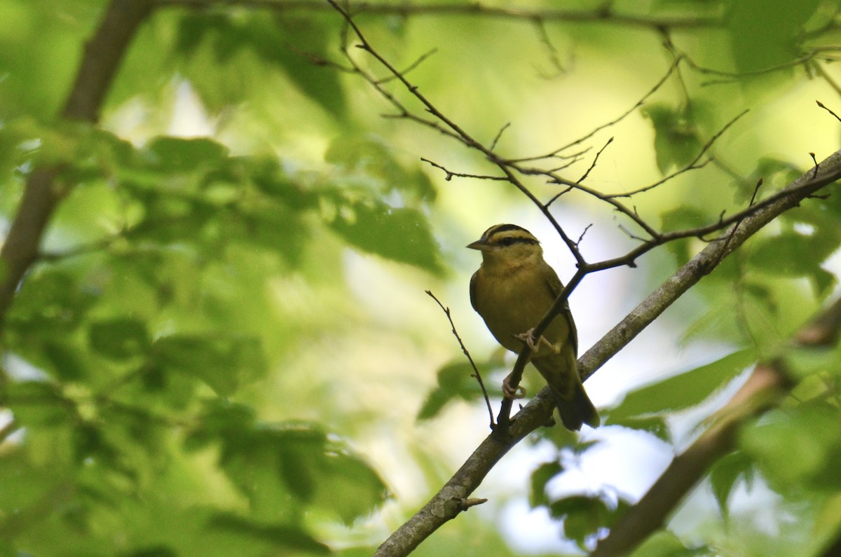 Worm-eating Warbler - ML646321235
