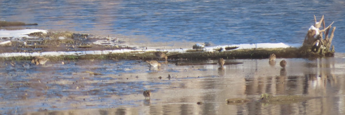 bekasina severoamerická - ML646321236