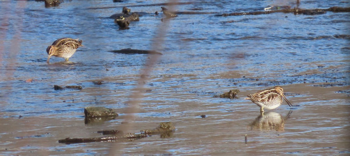 bekasina severoamerická - ML646321237