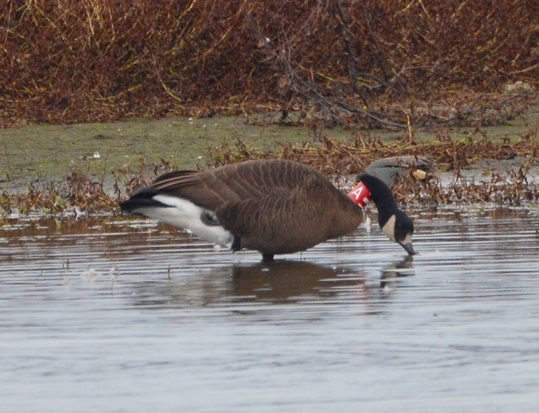 Canada Goose - ML646321238