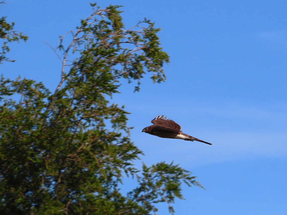 Cooper Atmacası - ML646321240