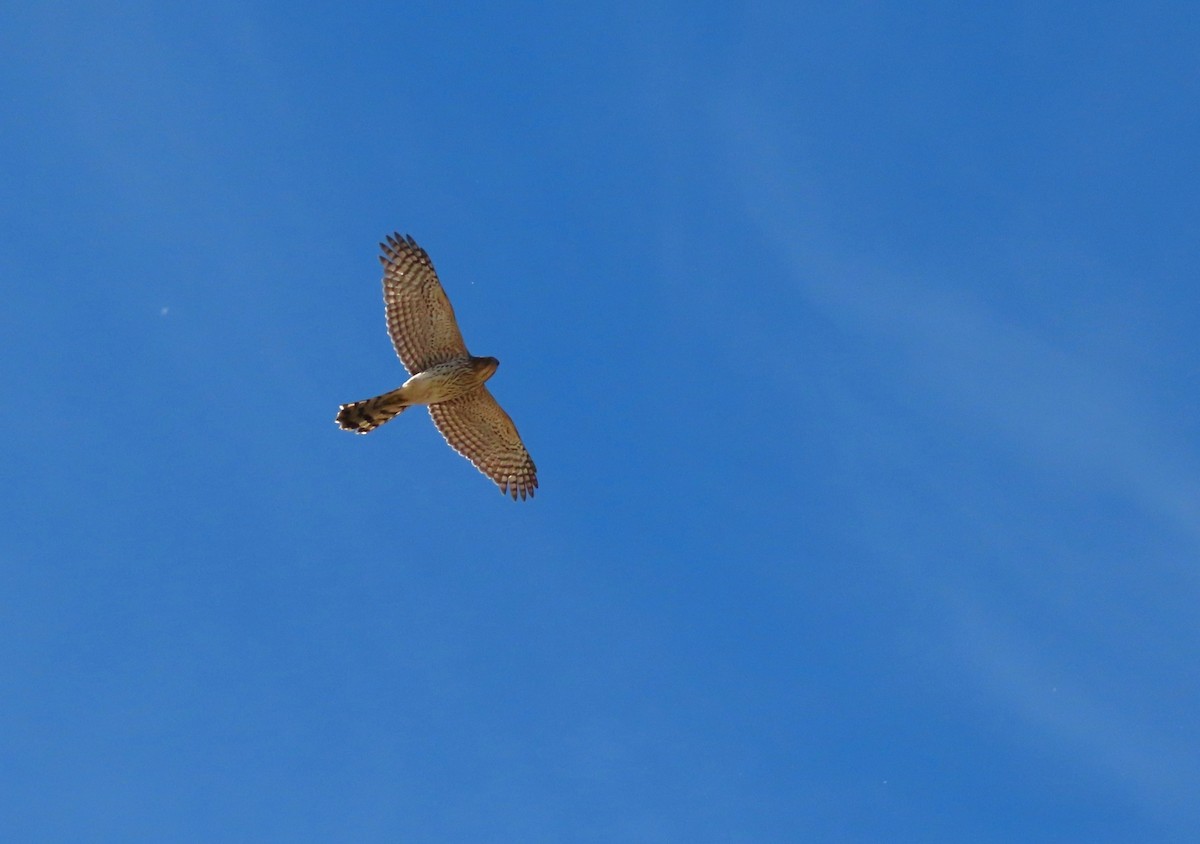 Cooper Atmacası - ML646321241