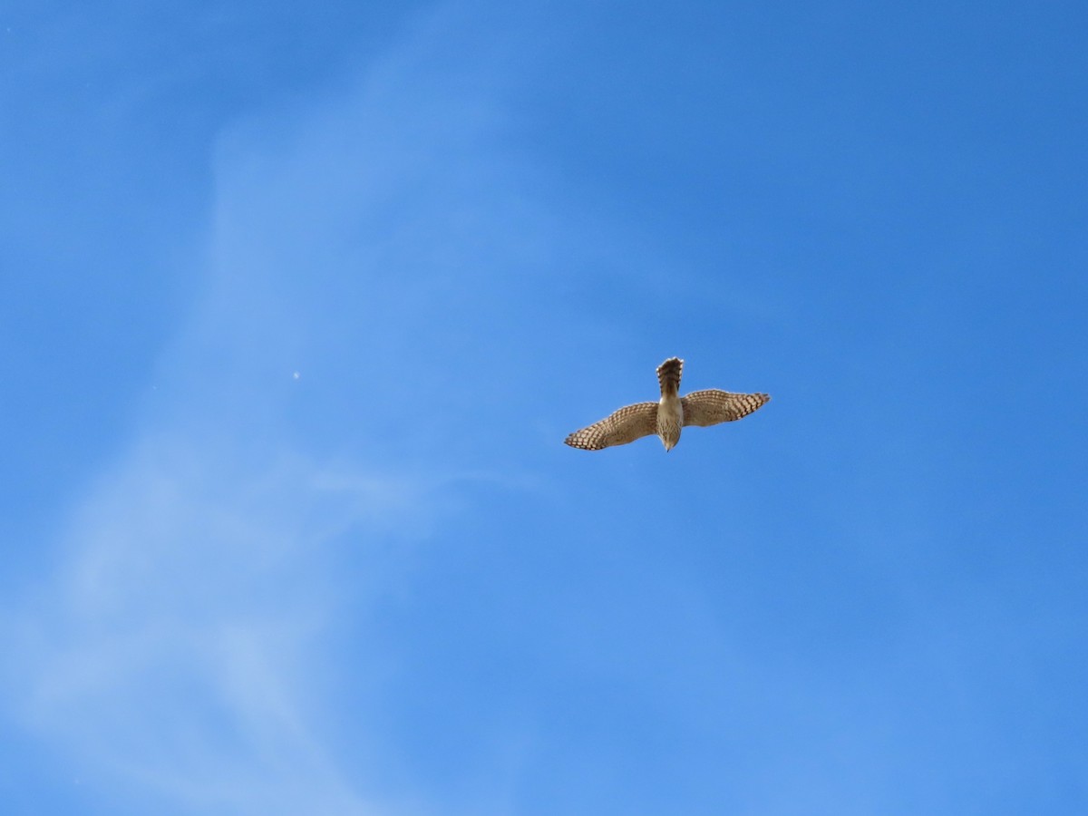 Cooper Atmacası - ML646321247