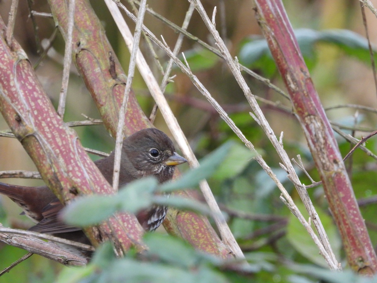Fox Sparrow - ML646321248