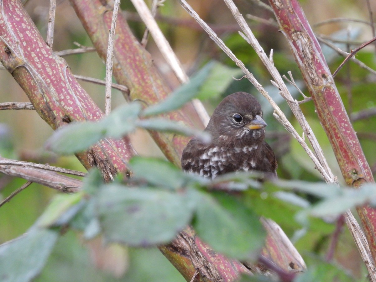 Fox Sparrow - ML646321249