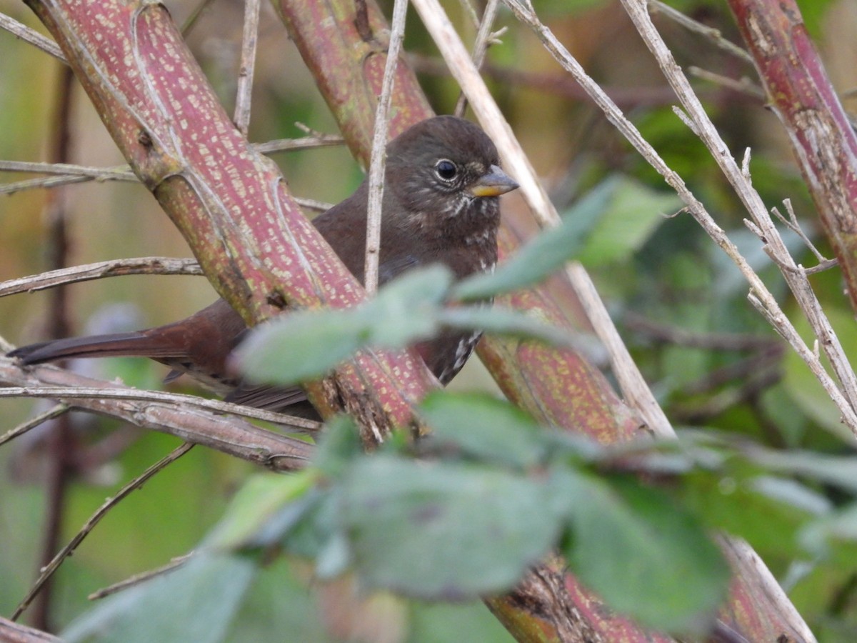 Fox Sparrow - ML646321250