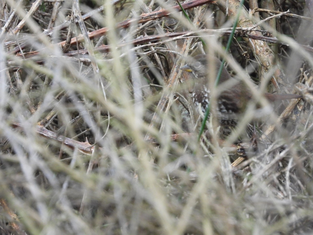 Fox Sparrow - ML646321251