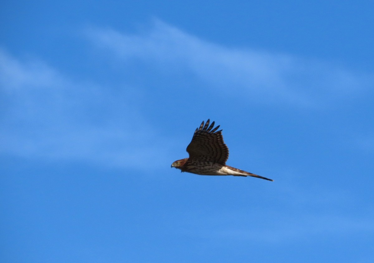 Cooper Atmacası - ML646321252