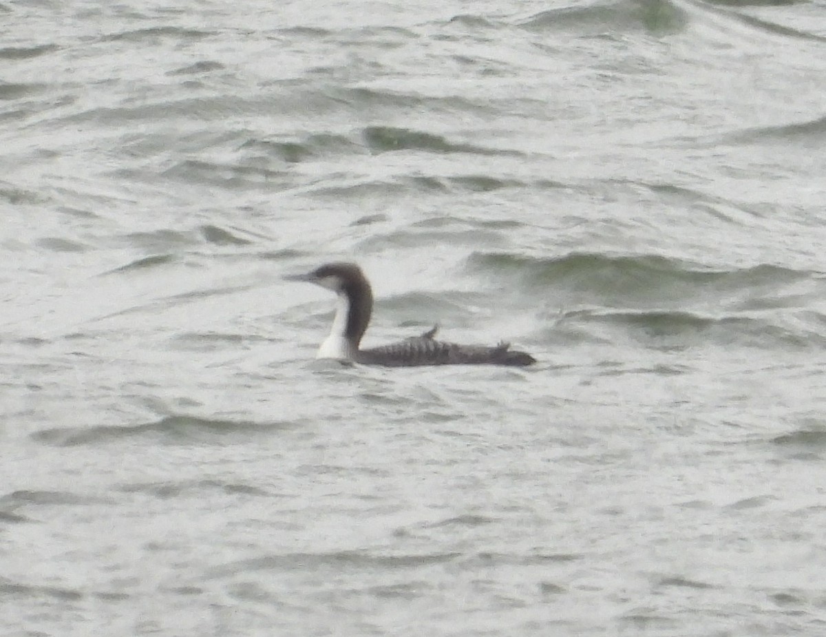 Pacific Loon - ML646321253