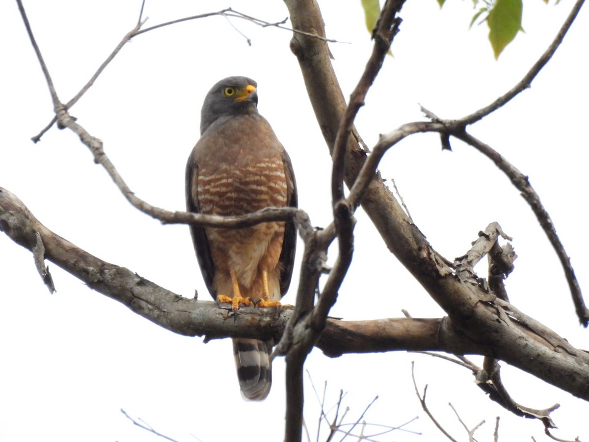 Roadside Hawk - ML646321254