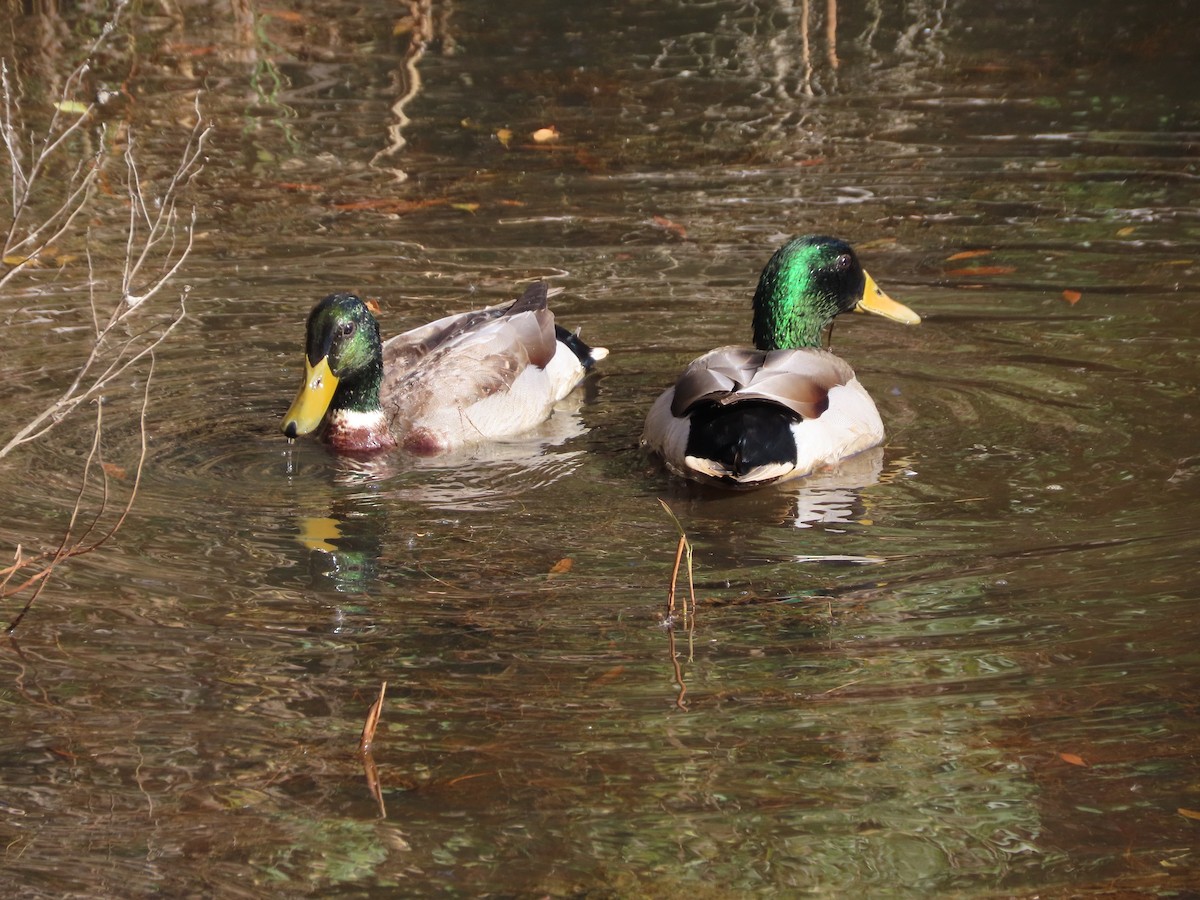 Yeşilbaş - ML646321255