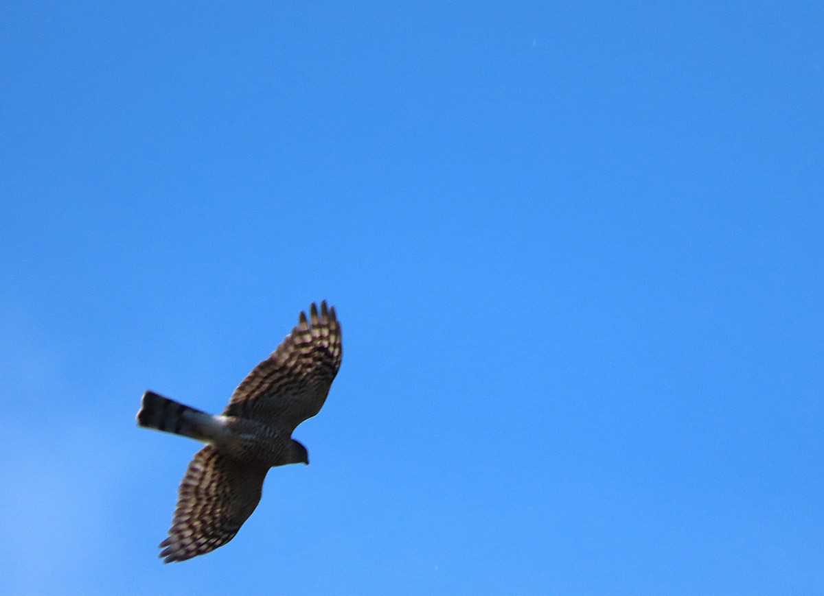 Amerika Atmacası - ML646321258