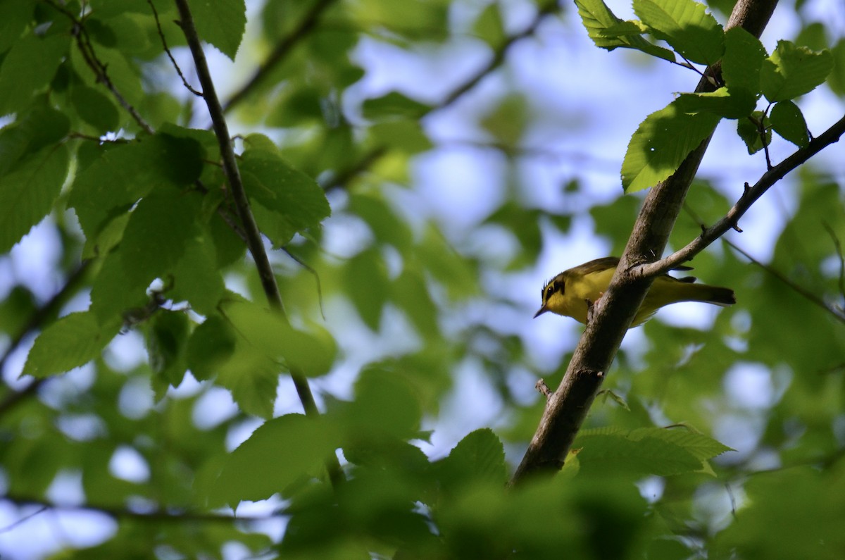 kentuckyparula - ML646321260