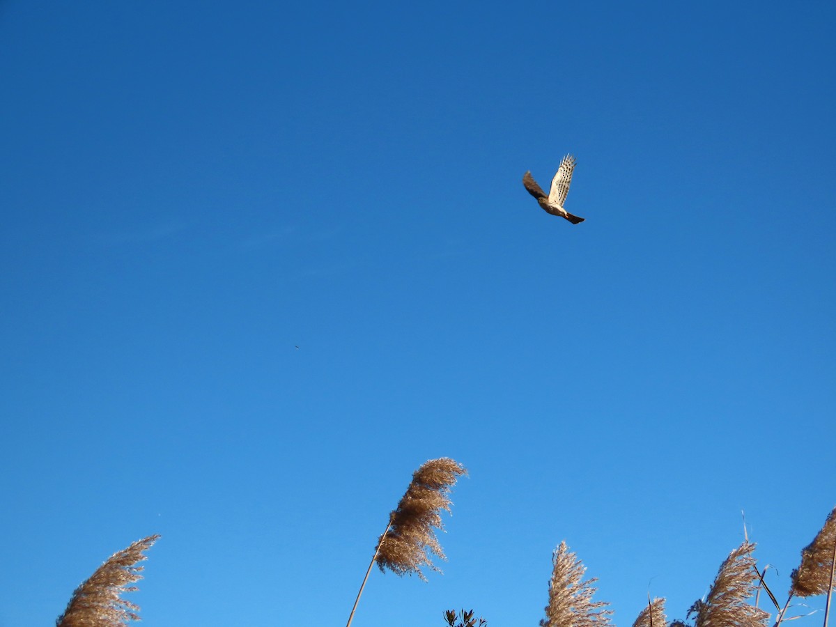 Amerika Atmacası - ML646321261