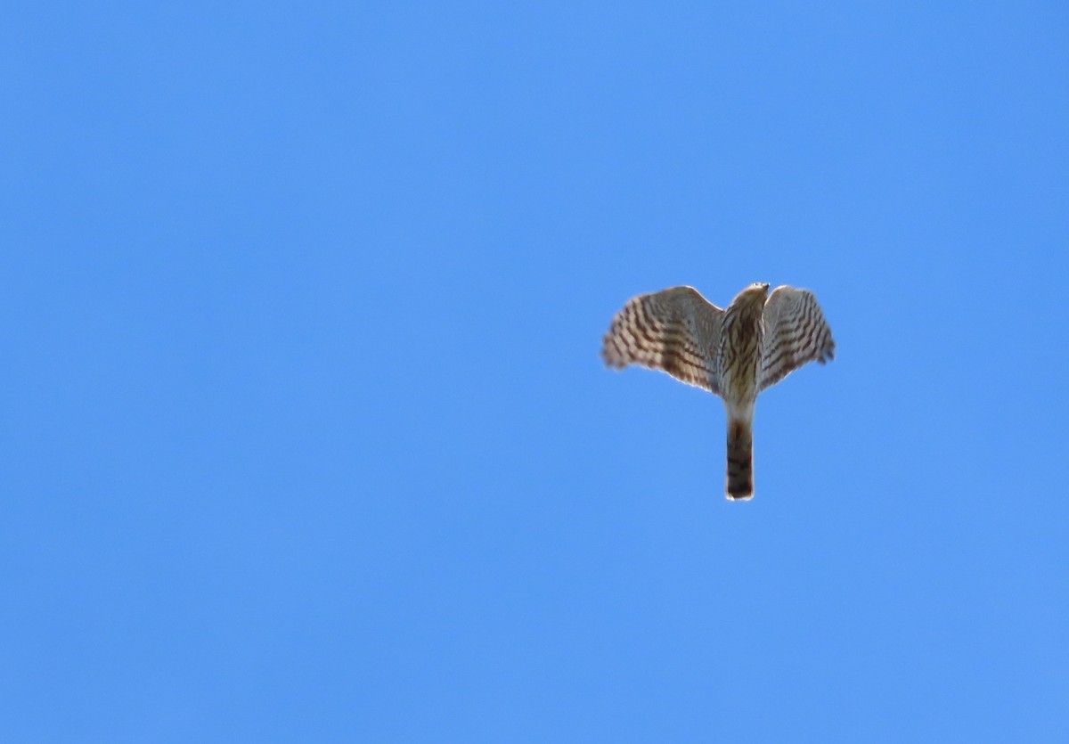 Amerika Atmacası - ML646321262