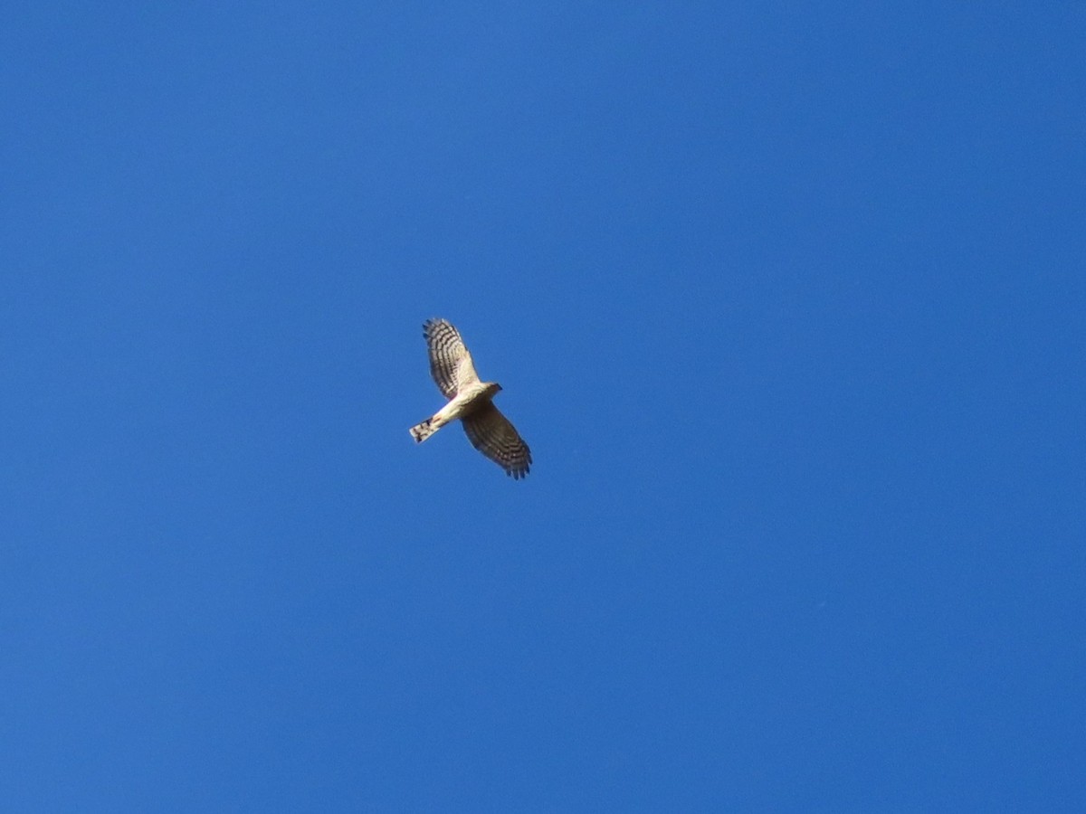 Amerika Atmacası - ML646321263