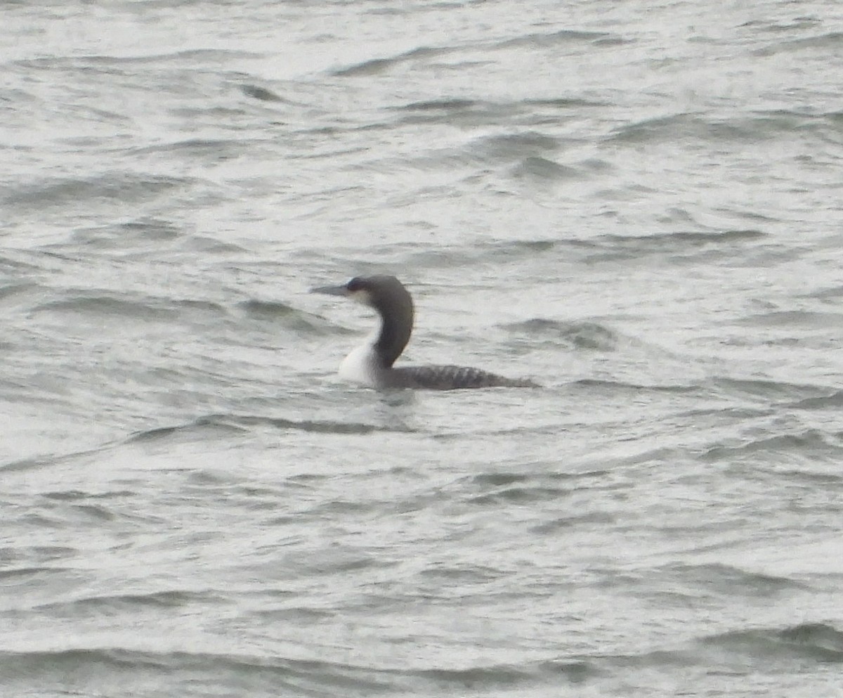 Pacific Loon - ML646321264