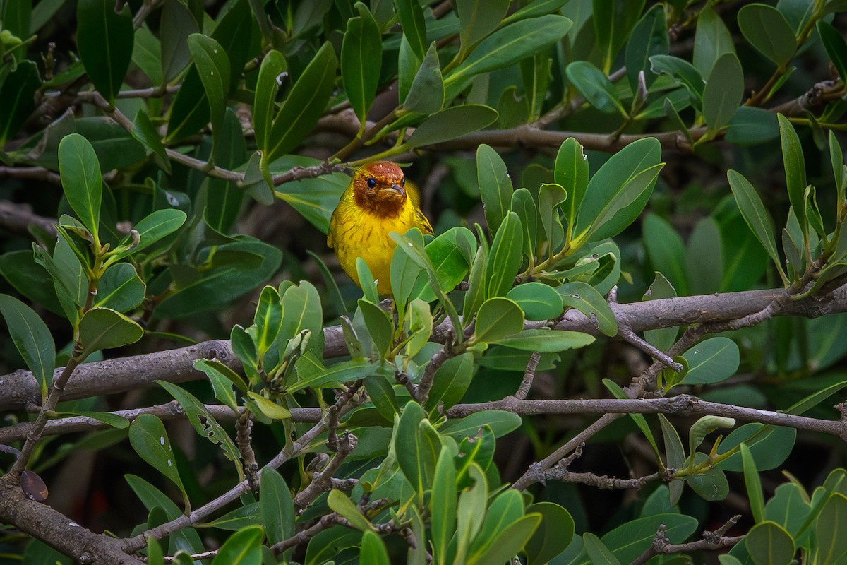 Mangrove Yellow Warbler - ML646321266
