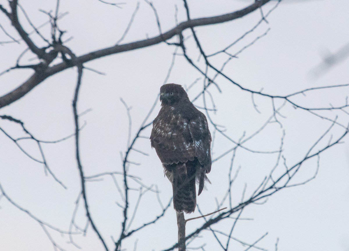 Red-tailed Hawk - ML646321267