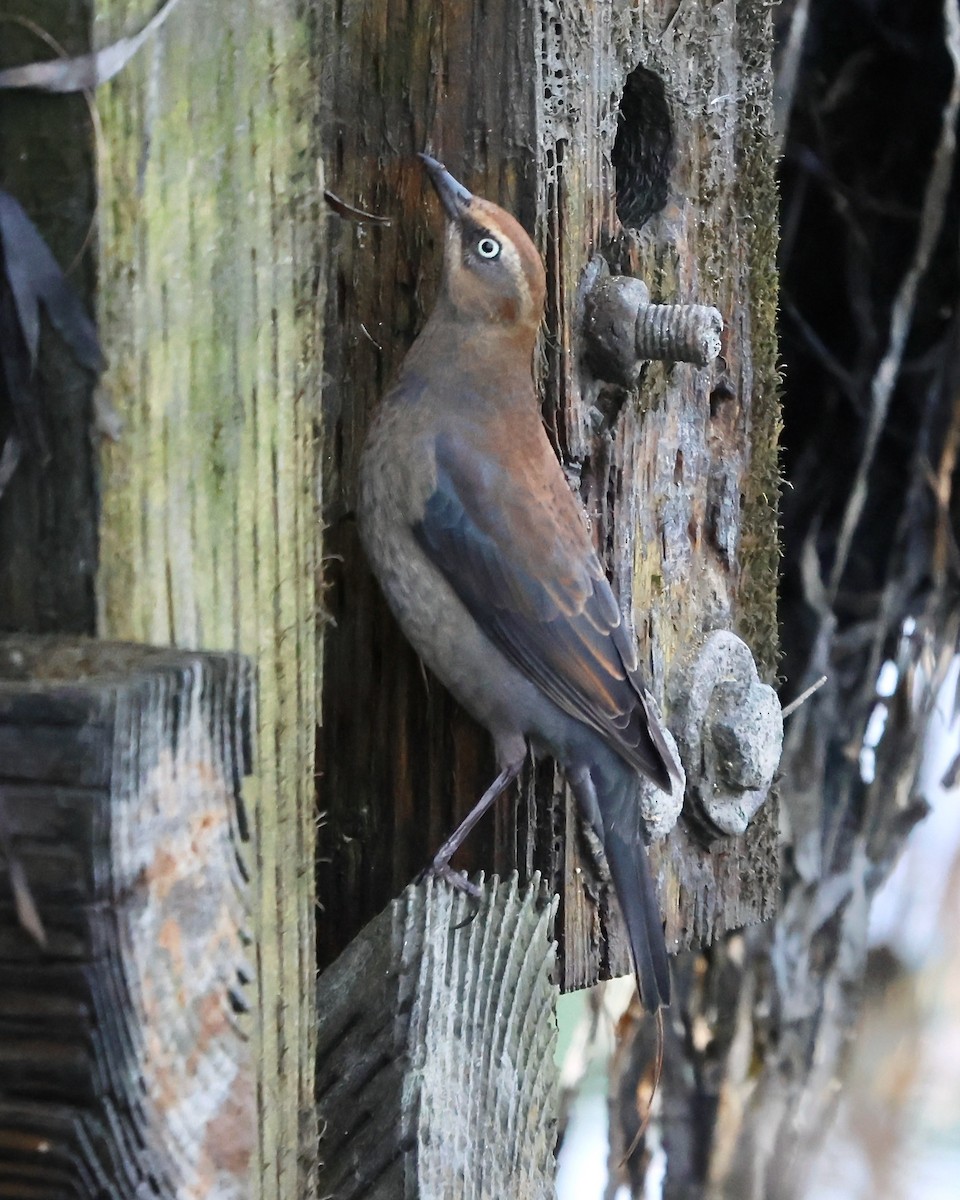 Rusty Blackbird - ML646321268