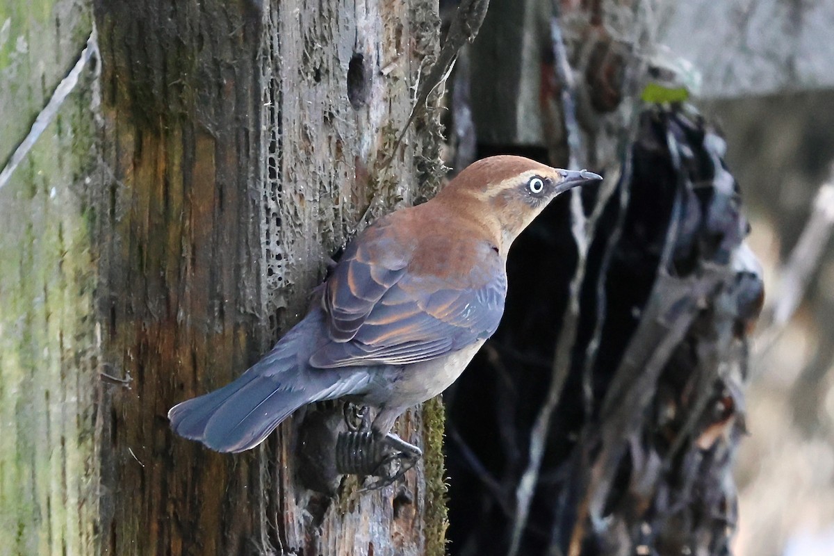 Rusty Blackbird - ML646321269
