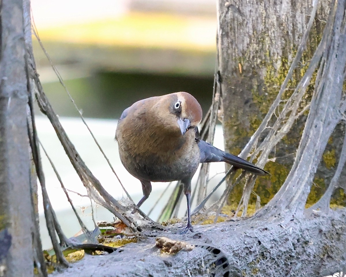 Rusty Blackbird - ML646321270