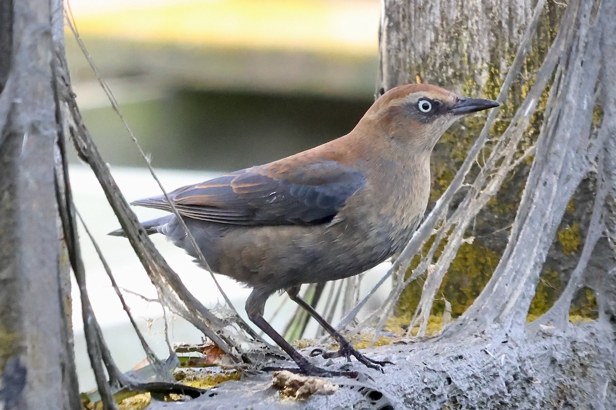 Rusty Blackbird - ML646321271