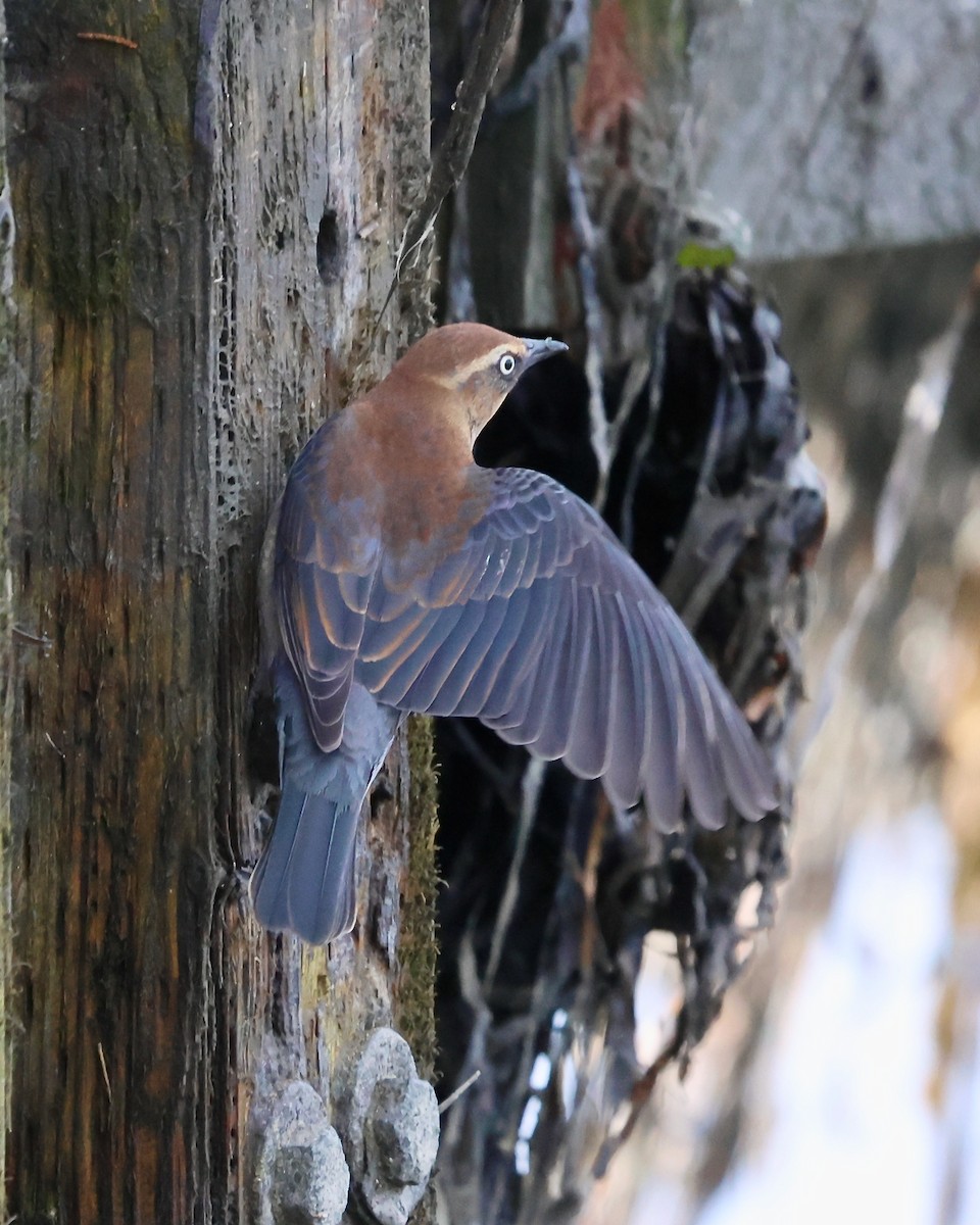 Rusty Blackbird - ML646321272