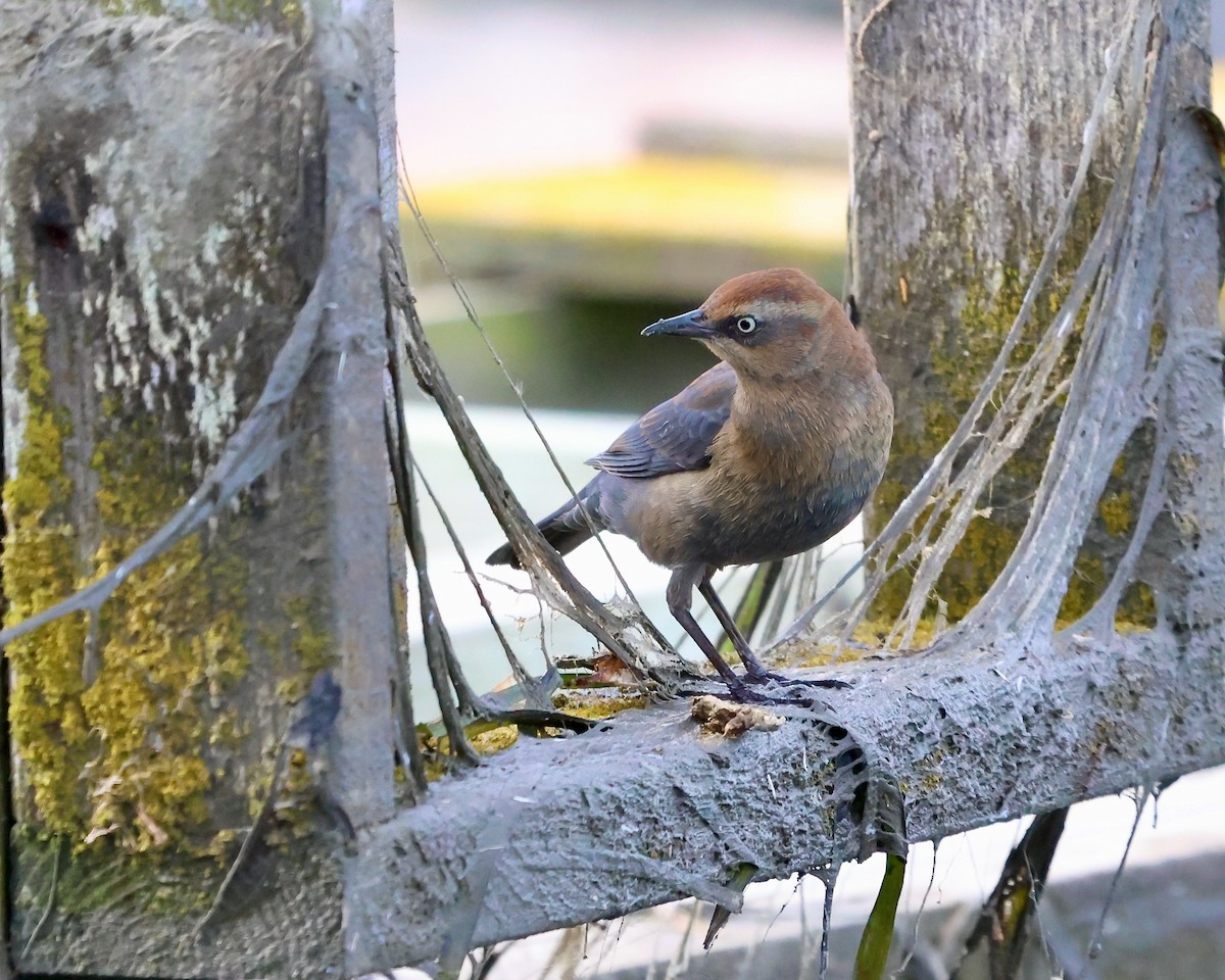 Rusty Blackbird - ML646321273