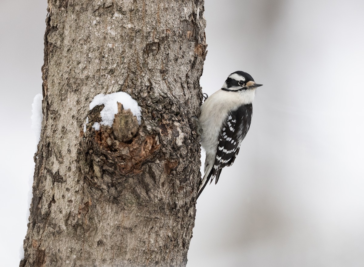 Downy Woodpecker - ML646321278