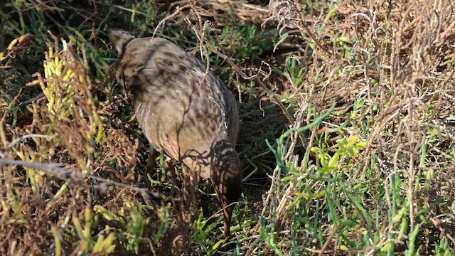 chřástal kalifornský - ML646321282