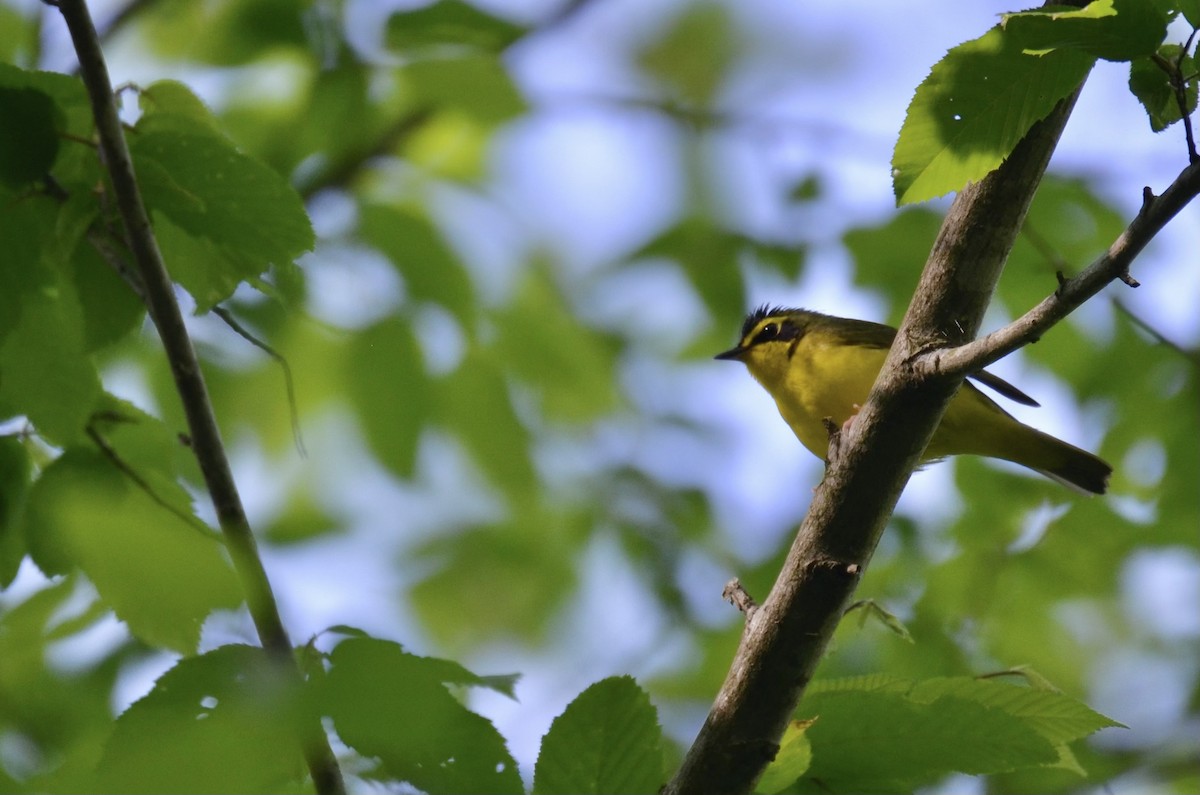 kentuckyparula - ML646321283