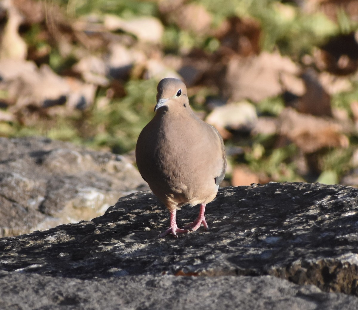 Tourterelle triste - ML646321285