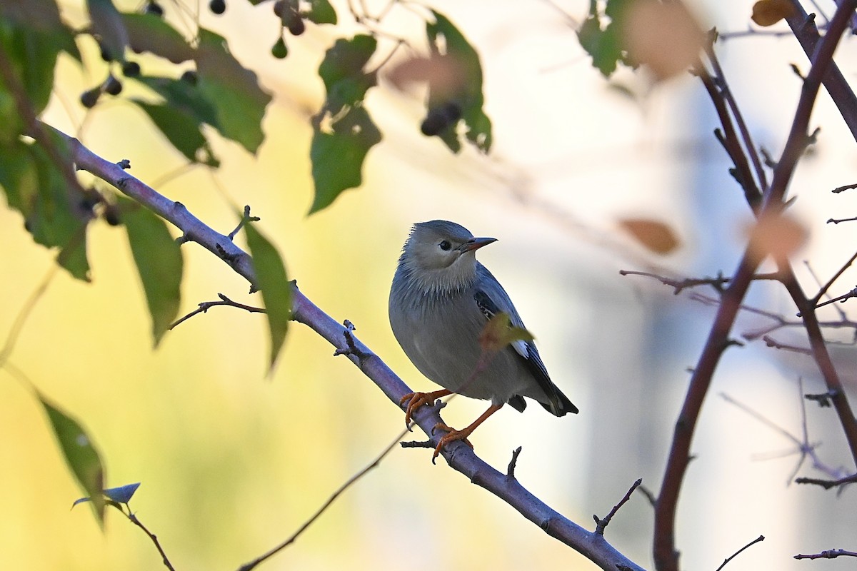 Red-billed Starling - ML646321297