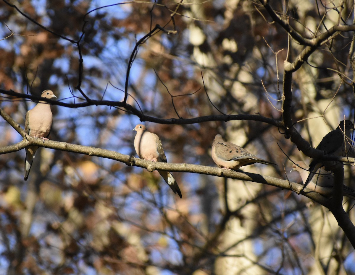 Tourterelle triste - ML646321299