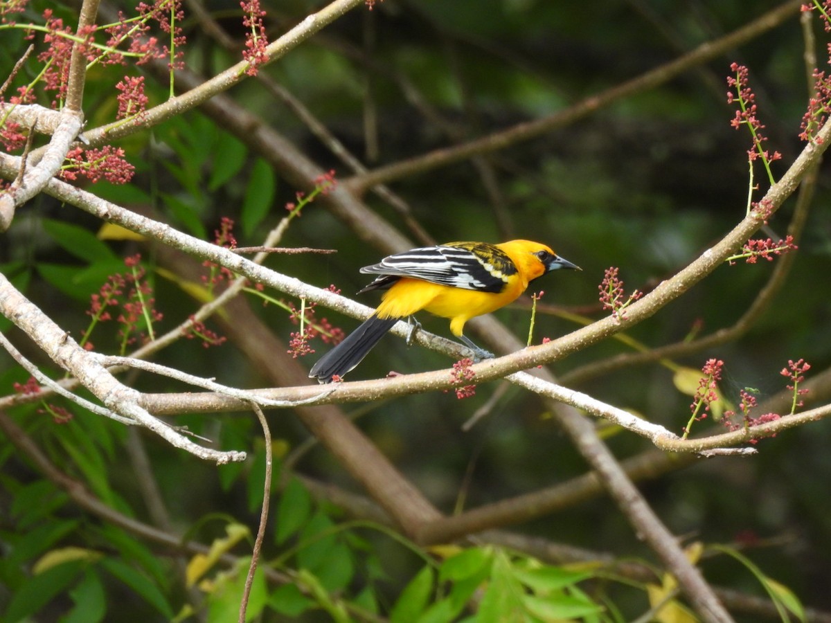 Streak-backed Oriole - ML646321300