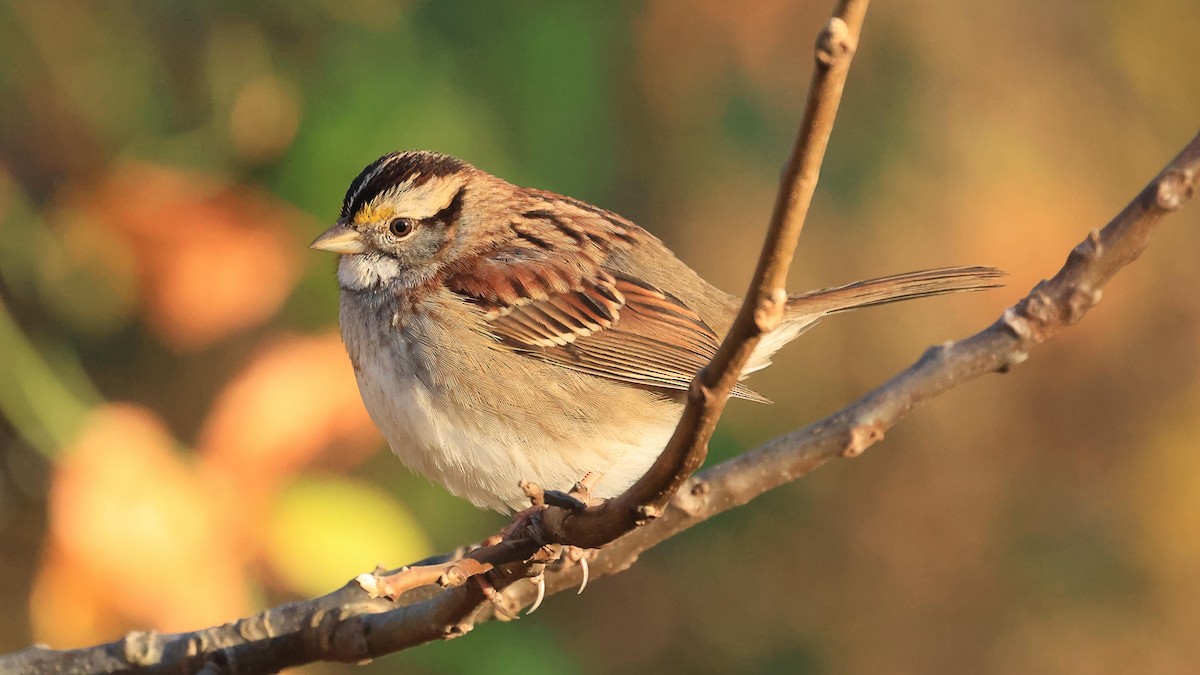 White-throated Sparrow - ML646321316