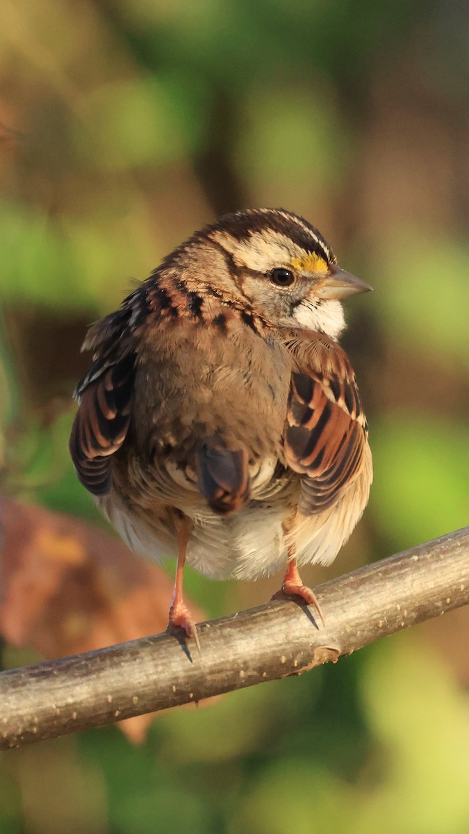 White-throated Sparrow - ML646321317