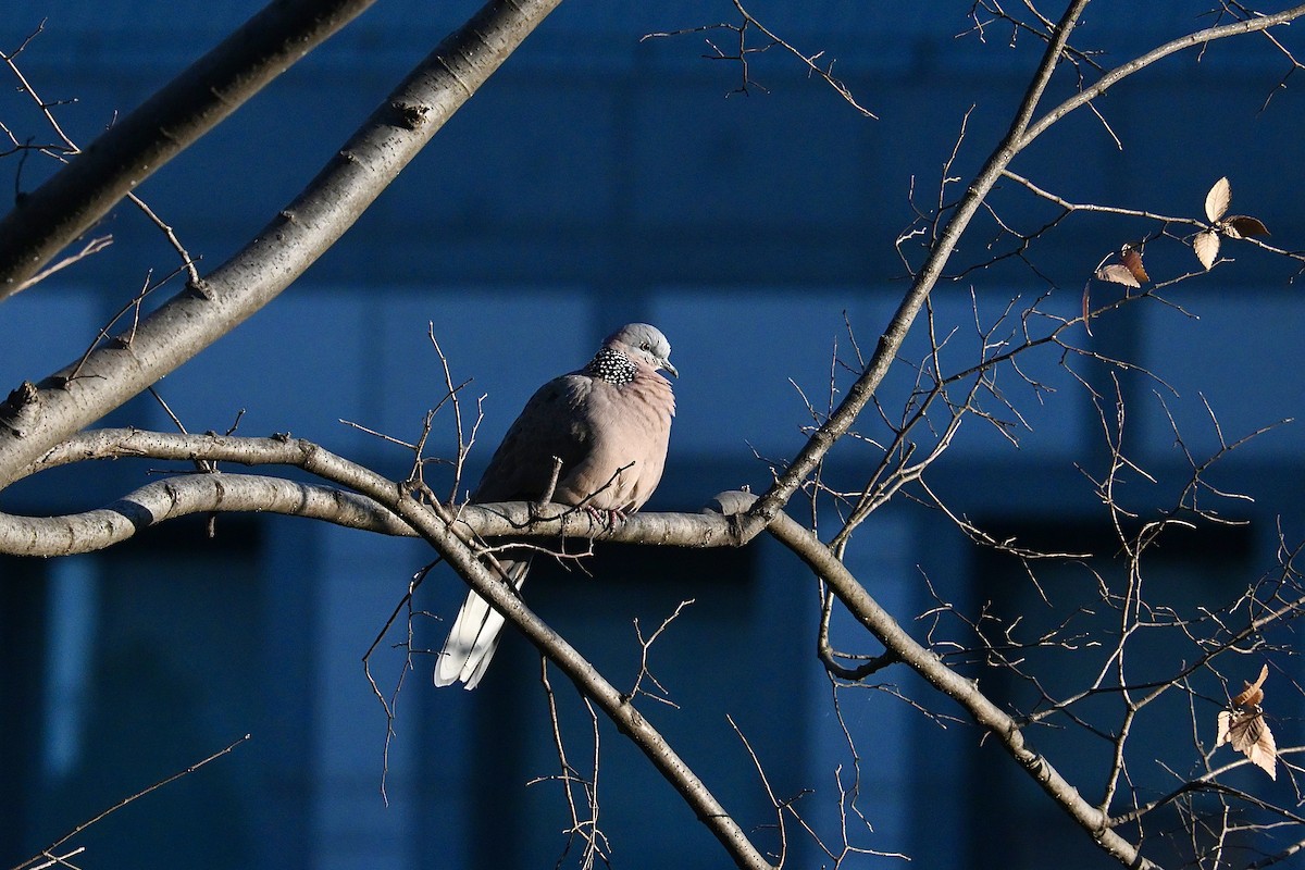 Spotted Dove - ML646321318