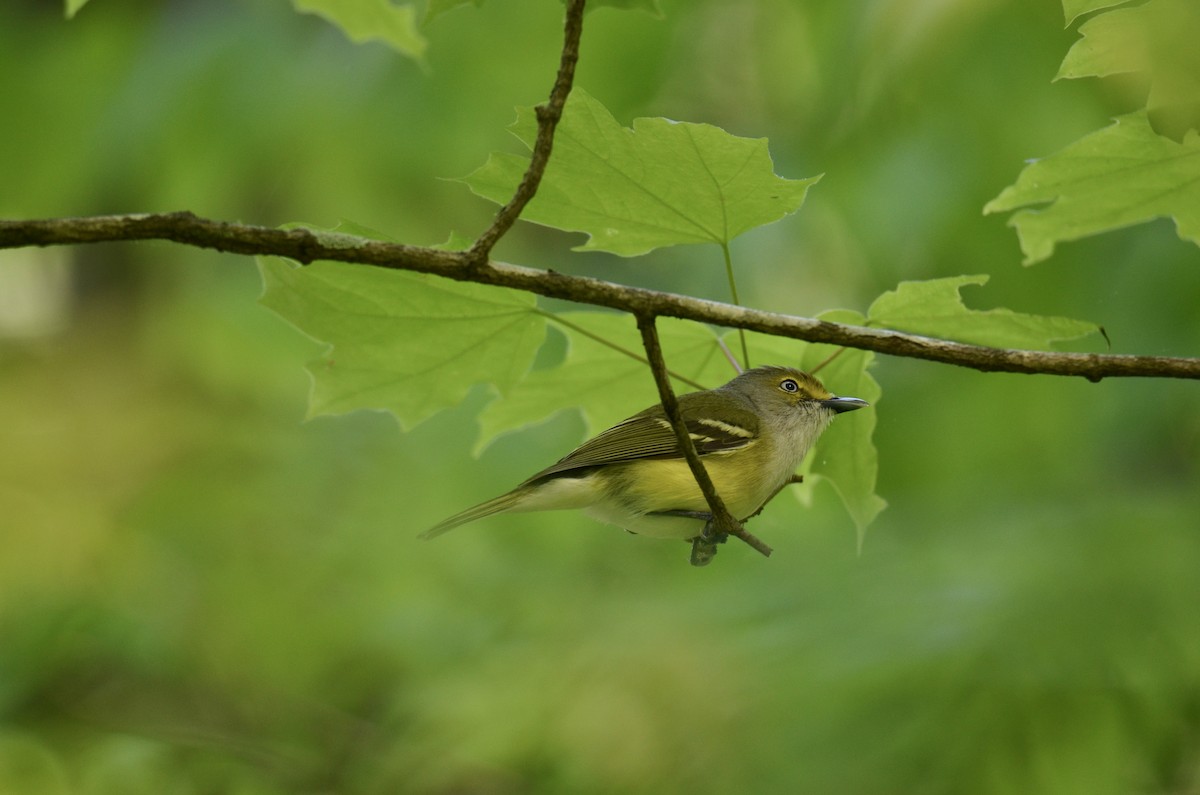 ויראו לבן-עין - ML646321330