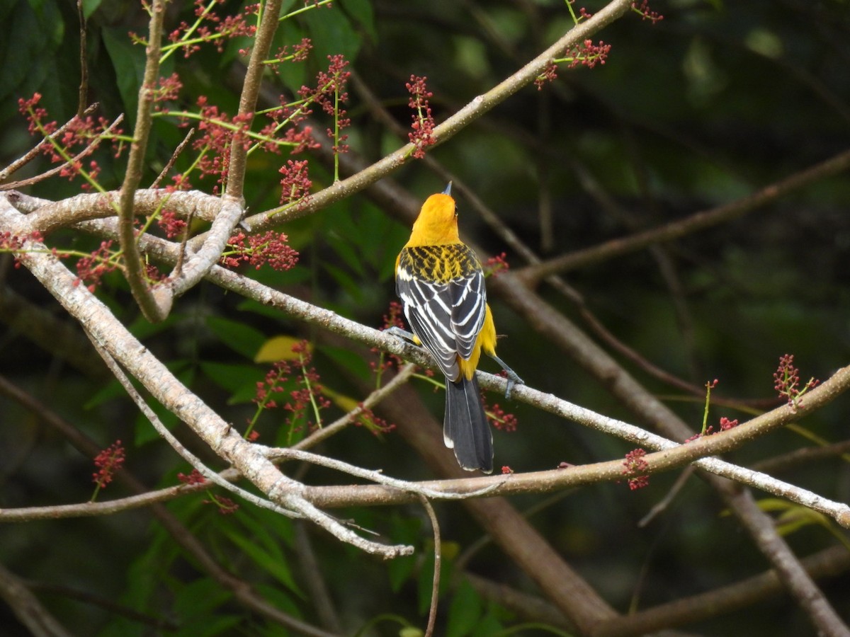 Streak-backed Oriole - ML646321332