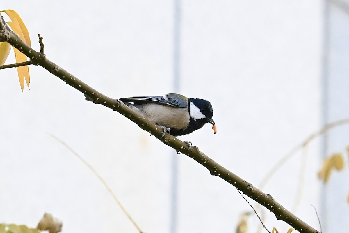 Asian Tit (Japanese) - ML646321337