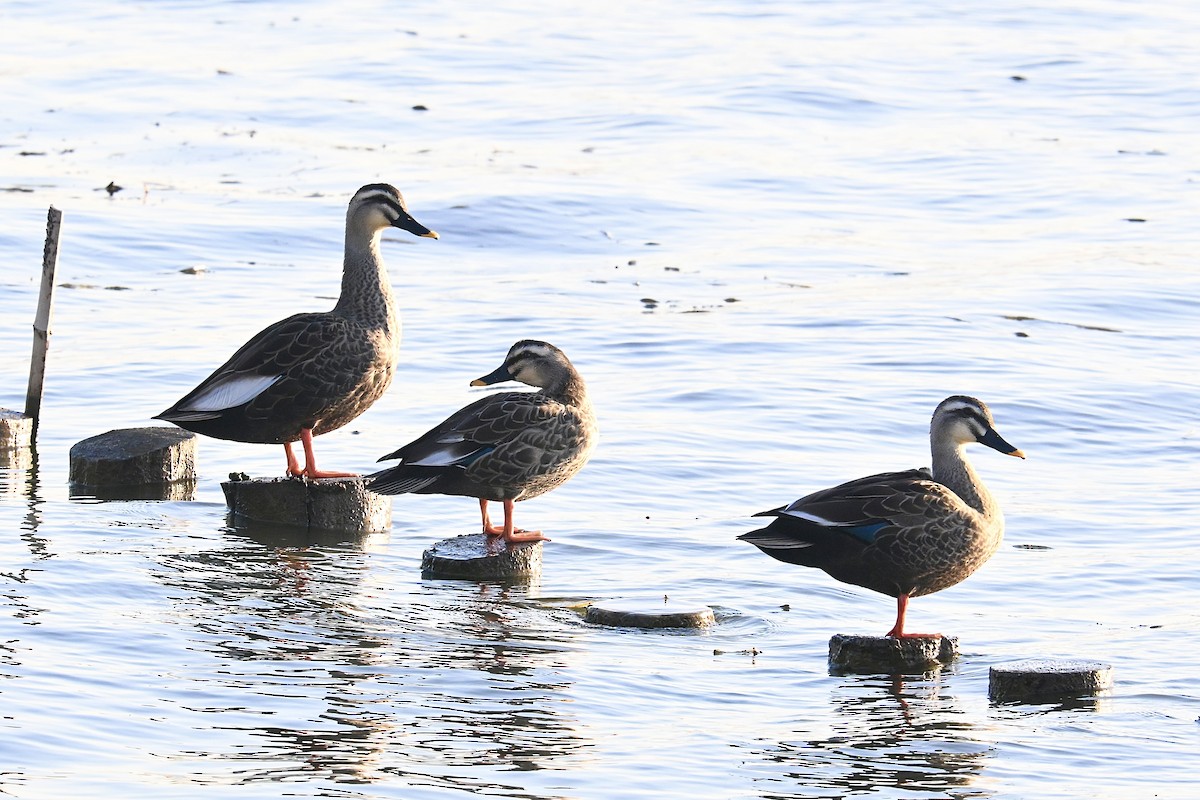Eastern Spot-billed Duck - ML646321349
