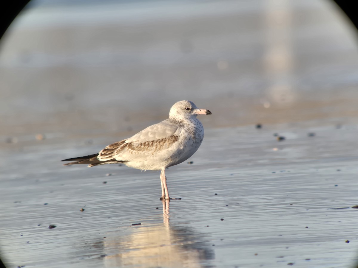 Ring-billed Gull - ML646321354
