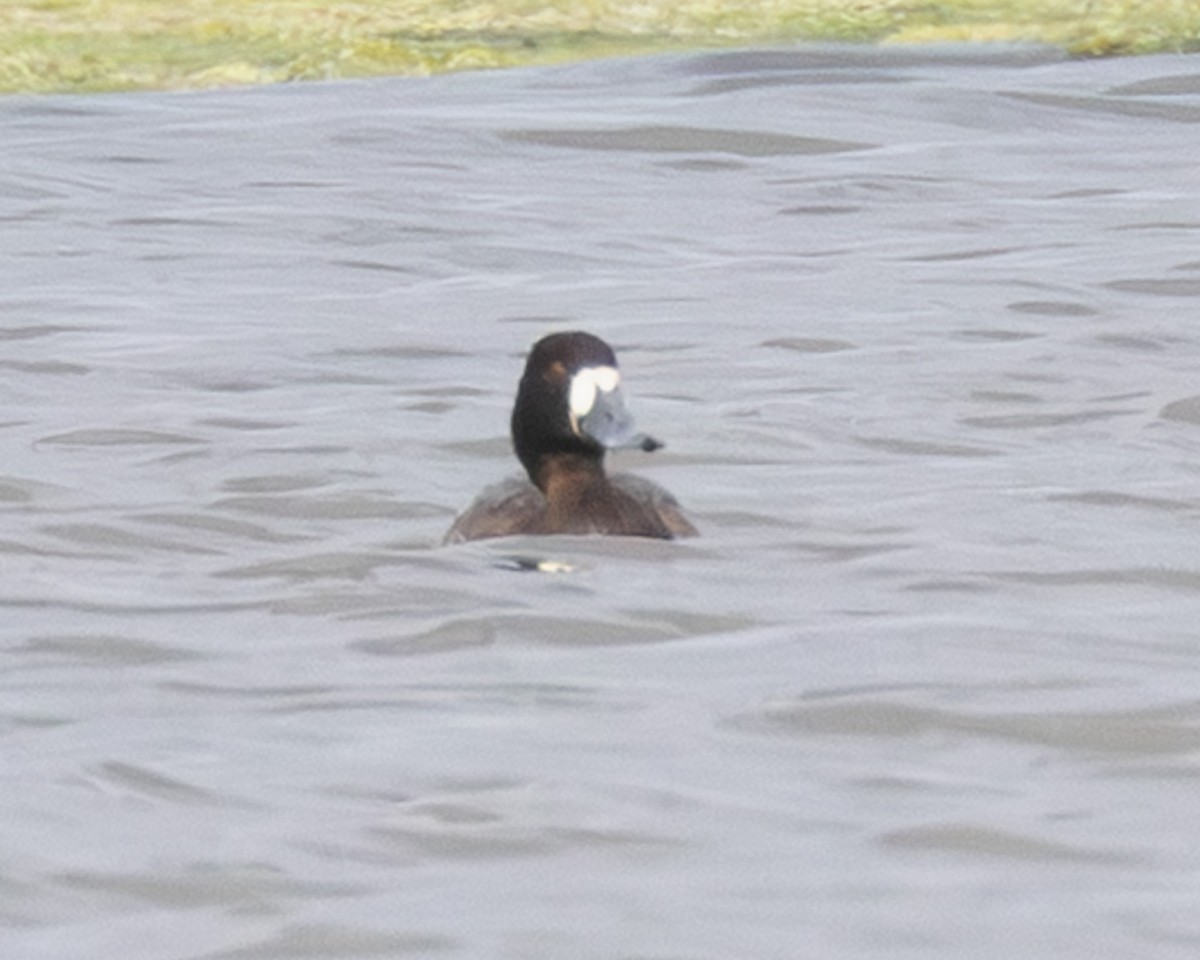 Greater Scaup - ML646321356