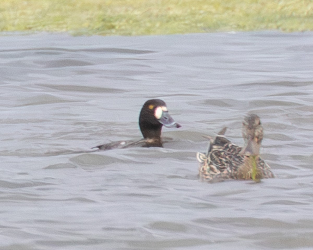 Greater Scaup - ML646321357