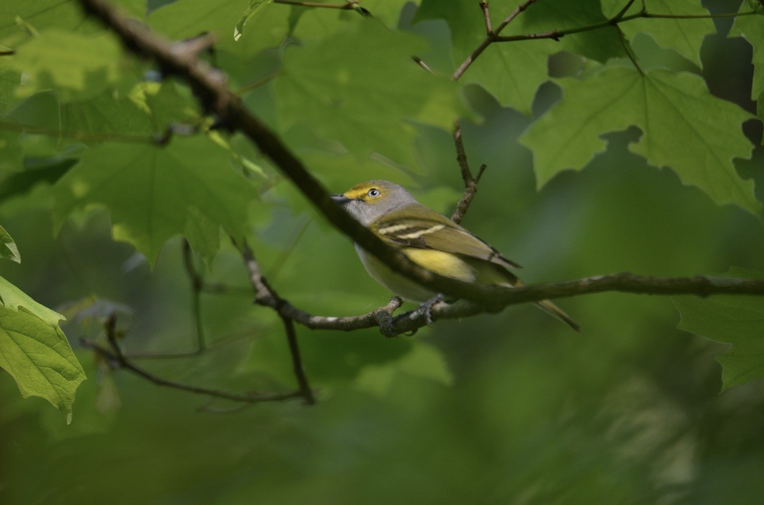 ויראו לבן-עין - ML646321368