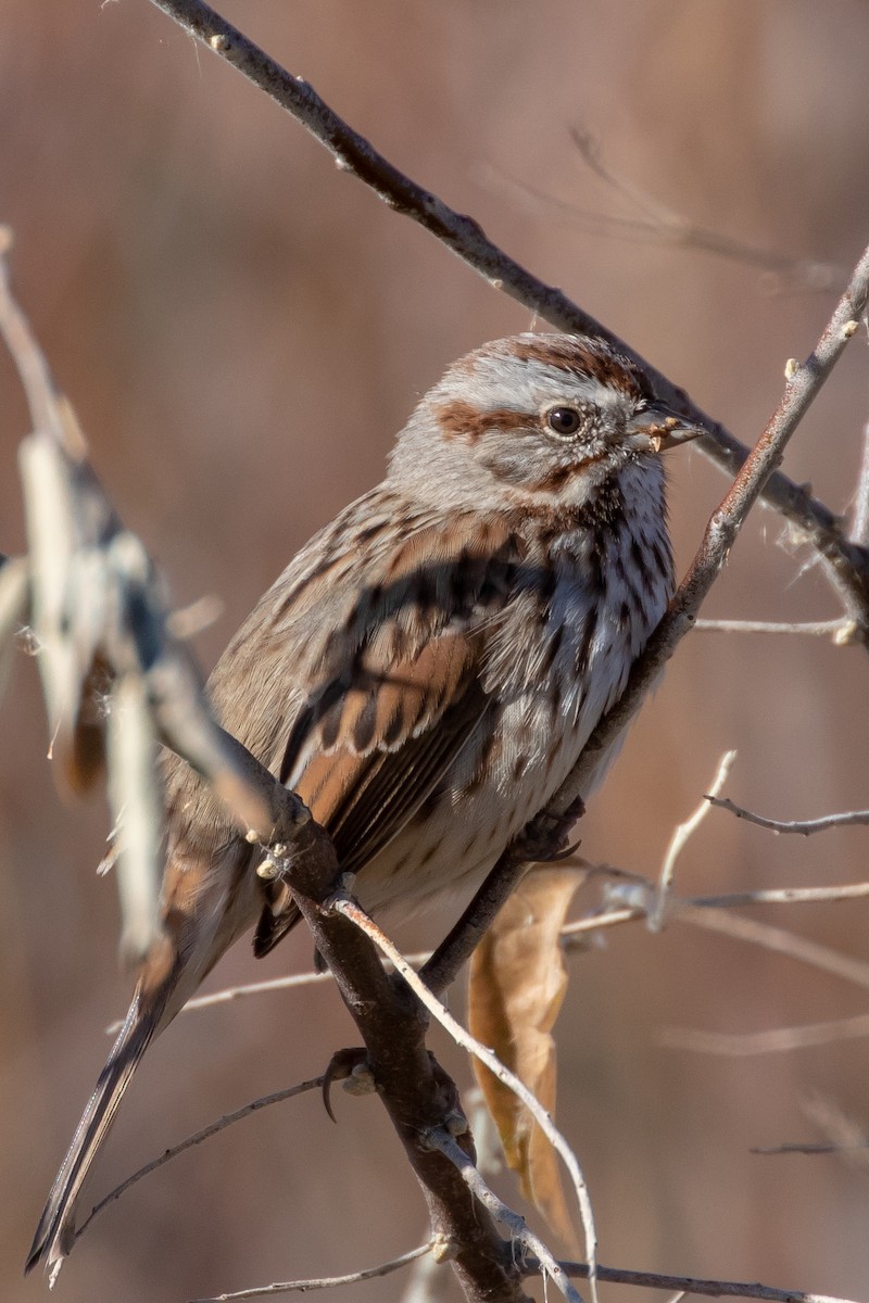 Song Sparrow - ML646321371
